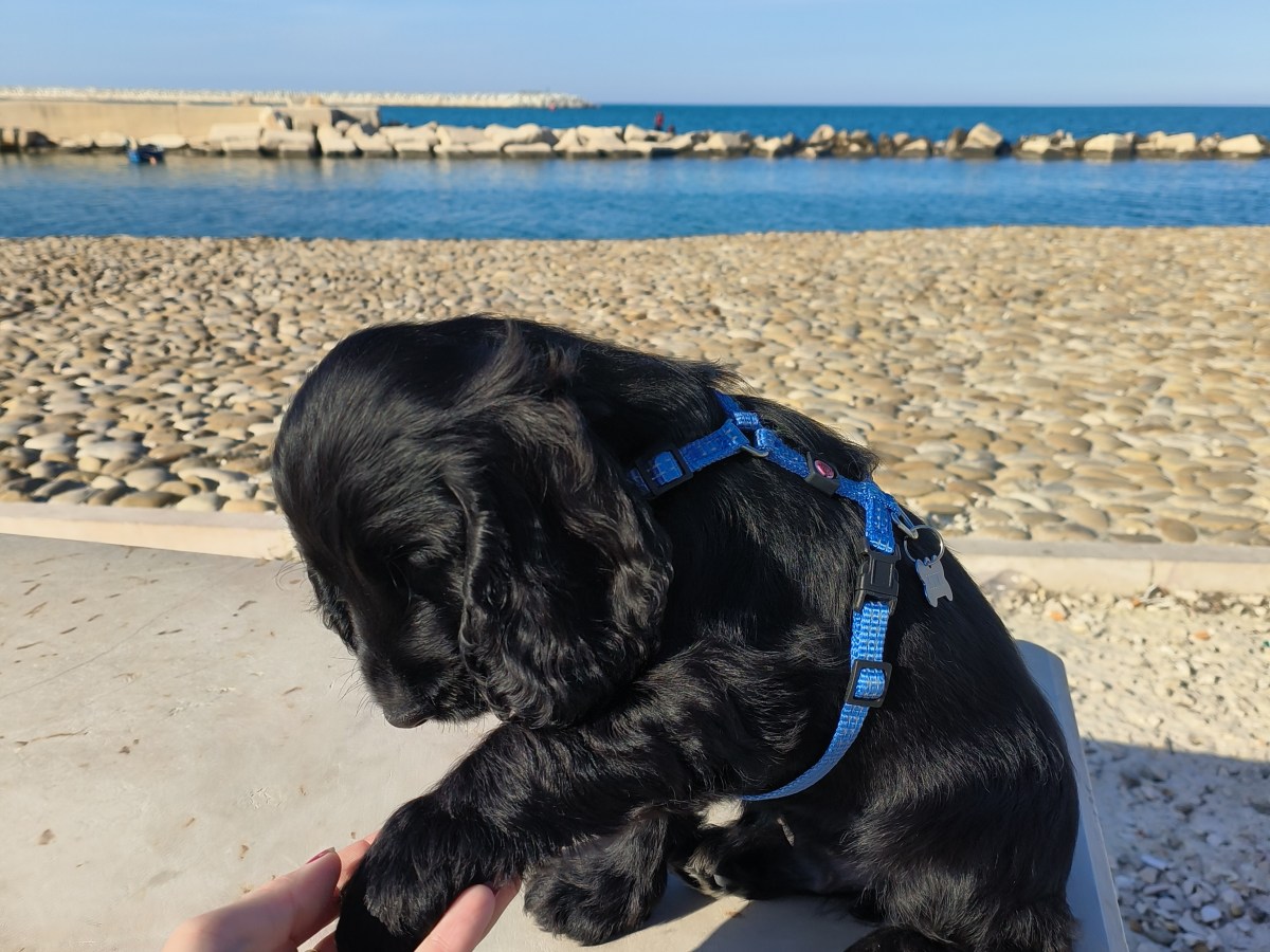 Una mattina con&nbsp;Kiwi